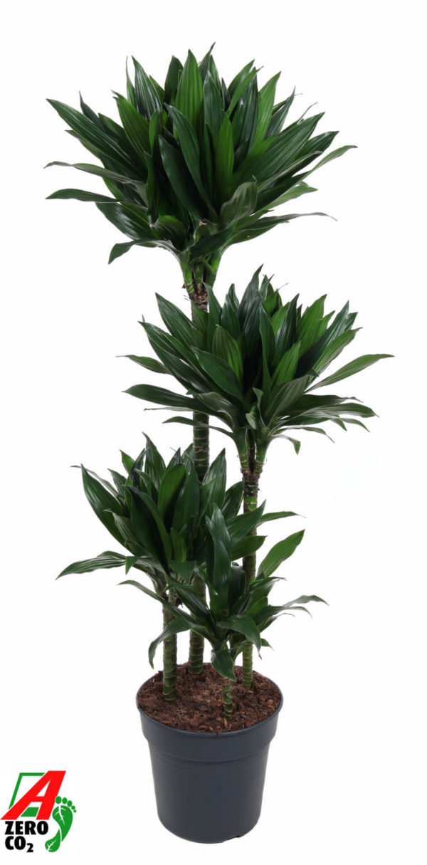 Dracaena fragrans 'Green Jewel'