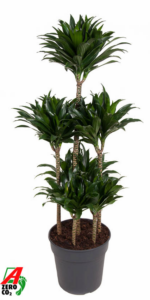 Dracaena fragrans 'Compacta'