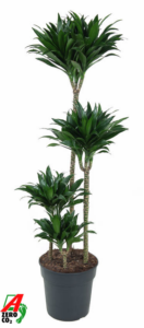 Dracaena fragrans 'Compacta'