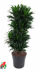 Dracaena fragrans 'Compacta'