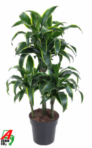 Dracaena fragrans 'Dorado'