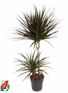 Dracaena marginata 'Magenta'