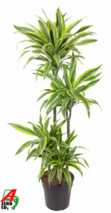 Dracaena fragrans 'Lemon Lime'