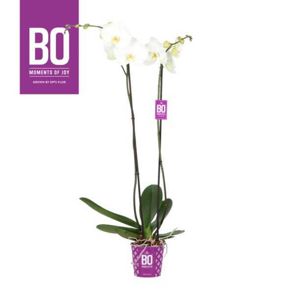 Phalaenopsis King Bo Collection