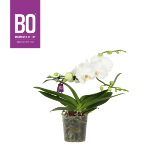 Phalaenopsis Infinity Bo Collection