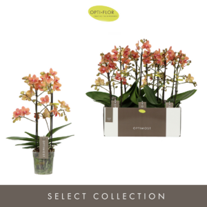 Phalaenopsis Multiflora OptimostFloriclone Sunset Love