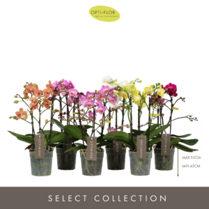 Phalaenopsis Multiflora Optimost & Exclusivo mix