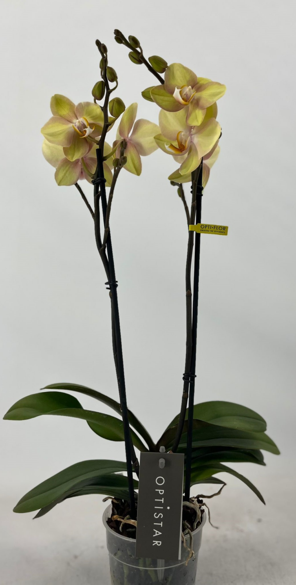 Phalaenopsis Optistar Shakira