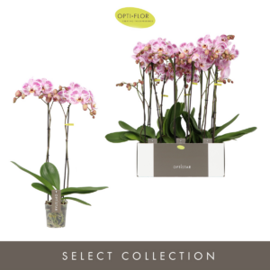 Phalaenopsis Optistar Sorano