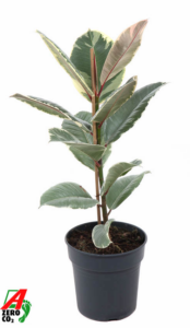 Ficus elastica 'Tineke'