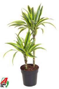 Dracaena fragrans 'Lemon Lime'