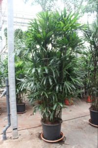 Rhapis excelsa