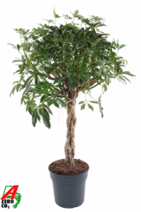 Schefflera arboricola 'Compacta'