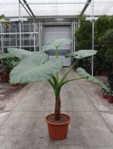 Alocasia macrorrhiza