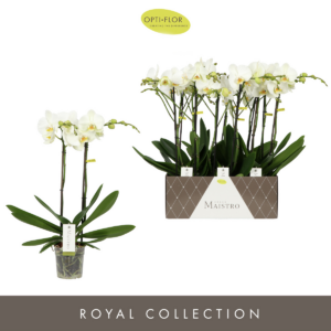 Phalaenopsis Maistro White