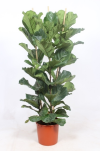 Ficus lyrata