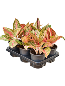 Aglaonema 'Night Sparkle' 6/tray