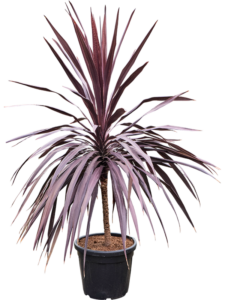 Cordyline australis 'Burgundy' (160-180)