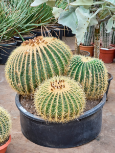 Echinocactus grusonii