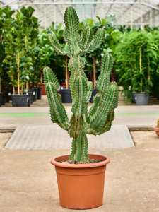 Euphorbia avasmontana