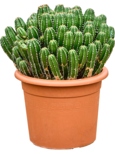 Euphorbia echinus