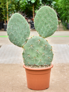 Opuntia maxima