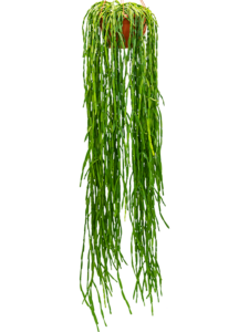 Rhipsalis paradoxa