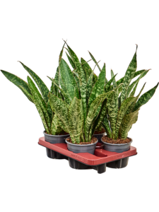 Sansevieria masoniana 'Dragon' 4/tray