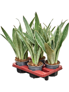 Sansevieria trifasciata 'Metallica' 4/tray