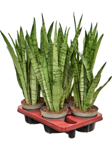 Sansevieria trifasciata 'Silver Mist' 4/tray