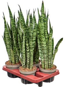 Sansevieria zeylanica 4/tray