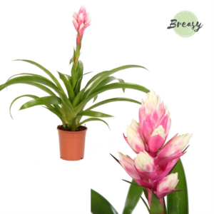 Guzmania Rockyflower Candy