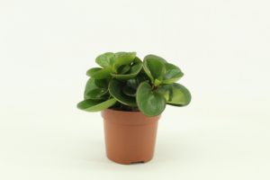 Peperomia obtusifolia 'Obtipan'