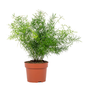 Taxus baccata 'Fastigiata Aurea'