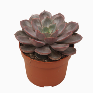 Echeveria mina