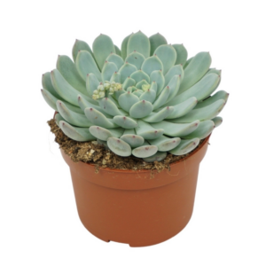 Echeveria texensis