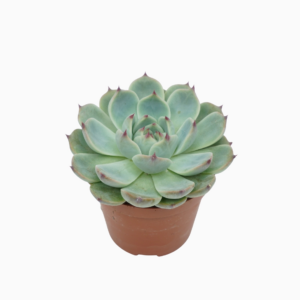 Echeveria parva lindsayana