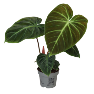 Philodendron Gloriosium