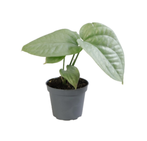 Monstera Amydrium Medium Silver