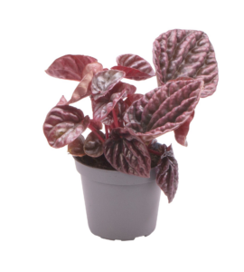 Peperomia caperata 'Red Luna'