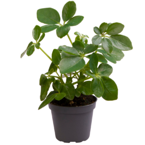 Schefflera arboricola