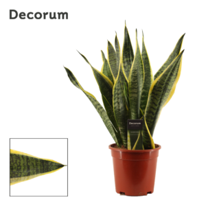 Sansevieria trifasciata 'Futura Superba'