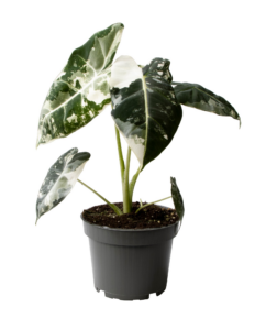 Alocasia Frydek Variegata