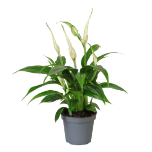 Spathiphyllum 'Tanni'