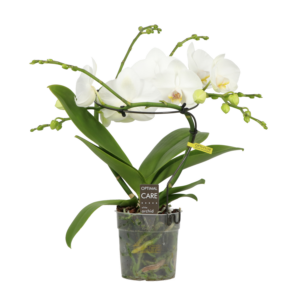 Phalaenopsis Infinity