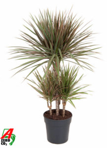 Dracaena marginata Bicolor