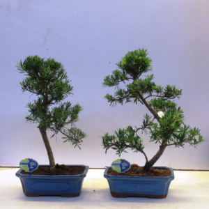 Podocarpus chinensis Bonsai