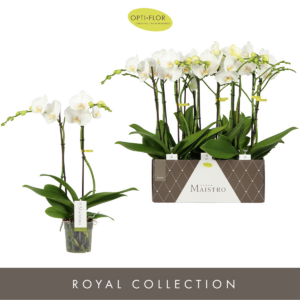 Phalaenopsis Maistro Mozart