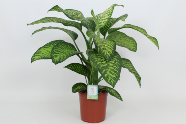 Dieffenbachia seguine 'Tropic Jewel'