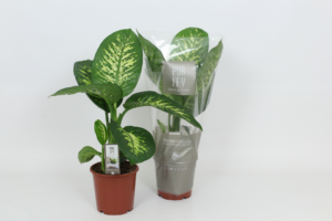 Dieffenbachia seguine 'Tropic Snow'